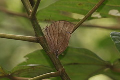 Amathuxidia amythaon