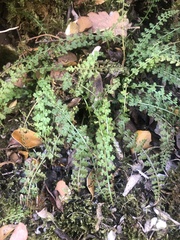 Asplenium fontanum