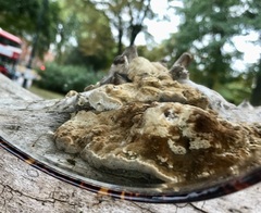 Coriolopsis gallica