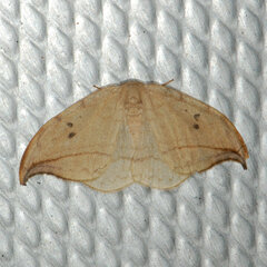 Drepana arcuata