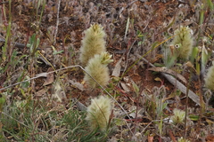 Ptilotus spathulatus