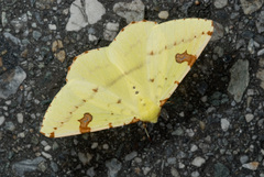 Opisthograptis punctilineata