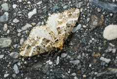 Harutaea flavizona