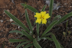 Goodenia willisiana