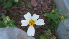 Bidens odorata