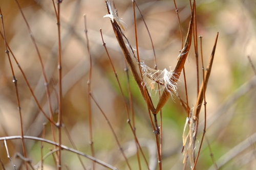 Cryptolepis oblongifolia image