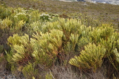 Leucadendron xanthoconus