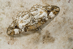 Alcis admissaria