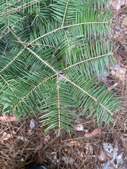 Abies balsamea