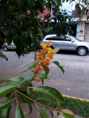 Byrsonima crassifolia