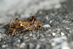 Chrysodeixis taiwani