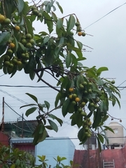 Byrsonima crassifolia