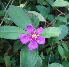 Melastoma malabathricum