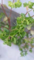 Euphorbia peplus