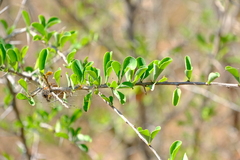Ehretia rigida