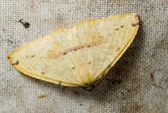 Heterolocha satoi