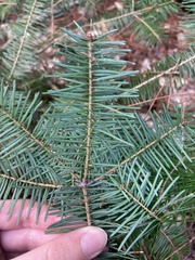 Abies balsamea