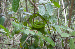 Trimeresurus albolabris