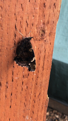 Vanessa atalanta