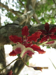Oncidium