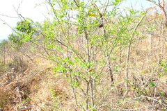 Ehretia rigida