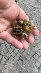 Corylus colurna