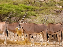 Oryx beisa beisa