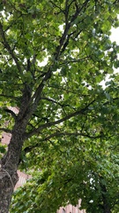 Corylus colurna