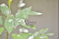 Neptis pryeri