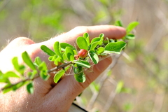 Ehretia rigida