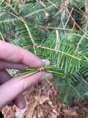 Abies balsamea