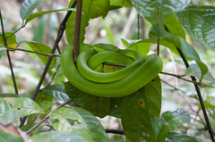 Trimeresurus albolabris