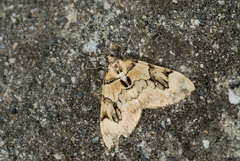 Pennithera manifesta