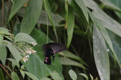 Papilio protenor