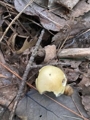 Tricholoma equestre