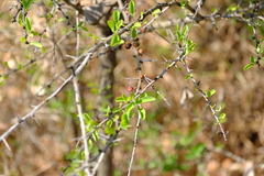 Ehretia rigida