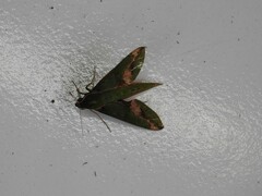 Xylophanes chiron