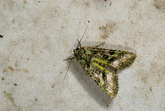 Euplexidia pallidivirens