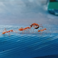 Harpegnathos saltator