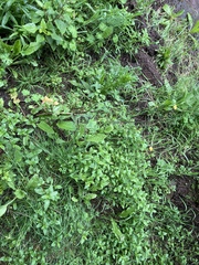 Sonchus oleraceus image