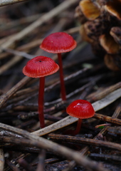 Cruentomycena viscidocruenta