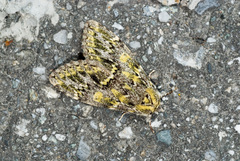 Pseudosomera noctuiformis