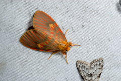 Barsine callorufa