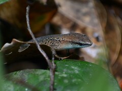 Eutropis