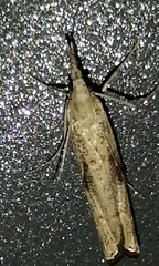 Agriphila trabeatellus