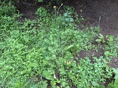 Sonchus oleraceus image