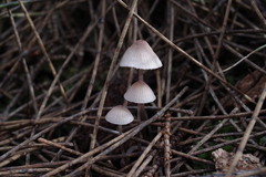 Mycena kuurkacea