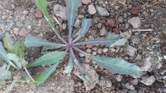 Lactuca serriola