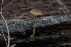 Pluteus pauperculus