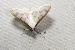Palpita warrenalis